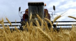 Россия потеряла миллионы тонн зерна