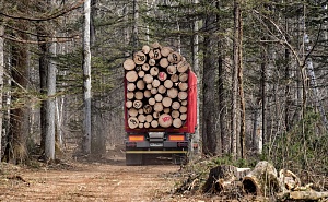 Путин поручил запретить с 2022 года экспорт необработанной древесины