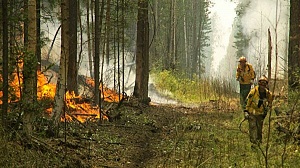 Площадь лесных пожаров в Сибири начала сокращаться